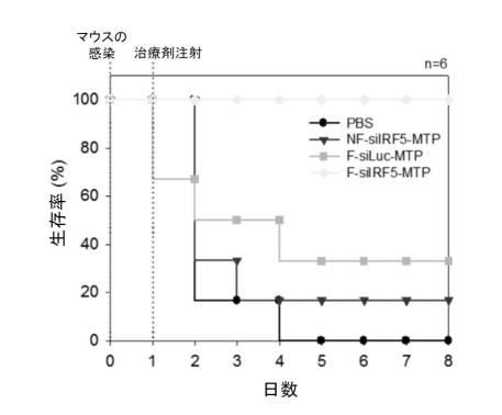 6894423-融合性リポソーム被覆多孔質ケイ素ナノ粒子 図000022