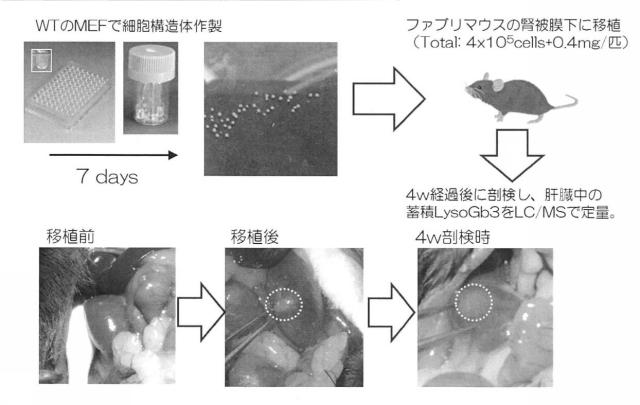 6903295-ライソゾーム病処置剤 図000022