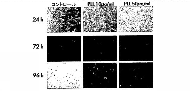 5679986-細胞輸送システム 図000023