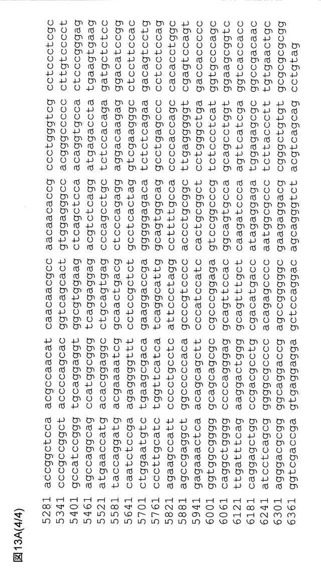 5802197-心血管疾患における予後診断マーカーとしてのＢＩＮ１ 図000023