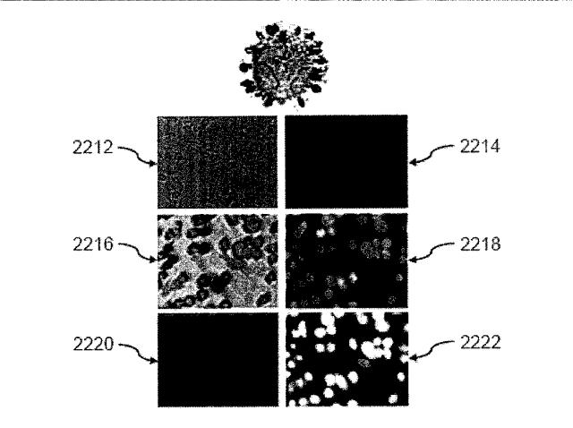 5951909-バクテリオファージＴ４ＤＮＡパッケージングマシンを用いた遺伝子およびタンパク質のインビトロおよびインビボ送達 図000023