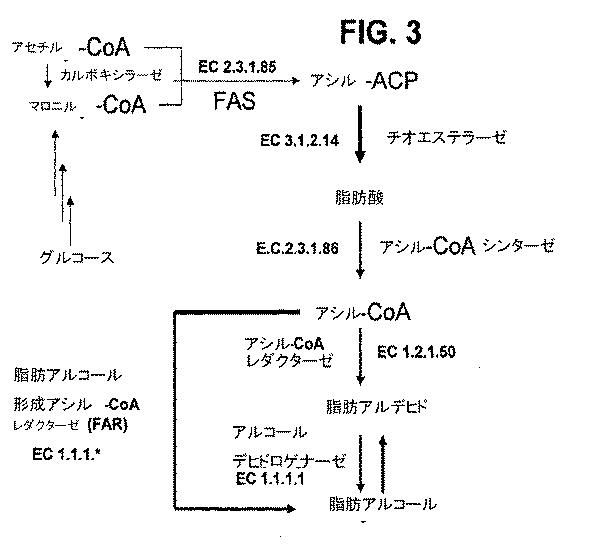 5961662-脂肪酸およびその誘導体の生産 図000023