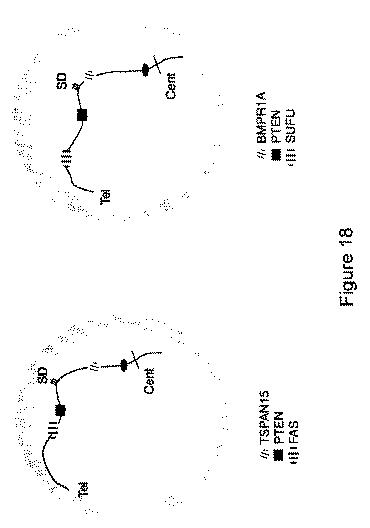 5976550-蛍光ｉｎｓｉｔｕハイブリダイゼーションによる癌抑制遺伝子の欠失を検出するための方法、プローブセットおよびキット 図000023