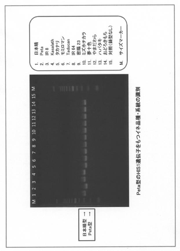 5977605-４−ＨＰＰＤ阻害剤に対する感受性を判定する方法 図000023