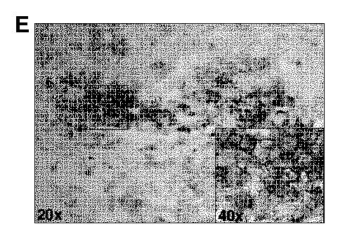 6220774-ＩＣＯＳに対する抗体及びその使用 図000023