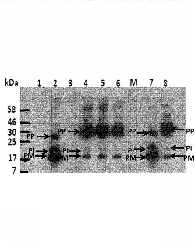 6259766-フラタキシンレベルを増加させる方法および生成物ならびにその使用 図000023