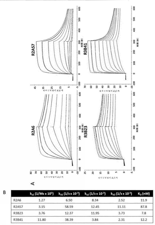 6289733-癌の予防及び／又は治療に用いるための放射標識抗体断片 図000023