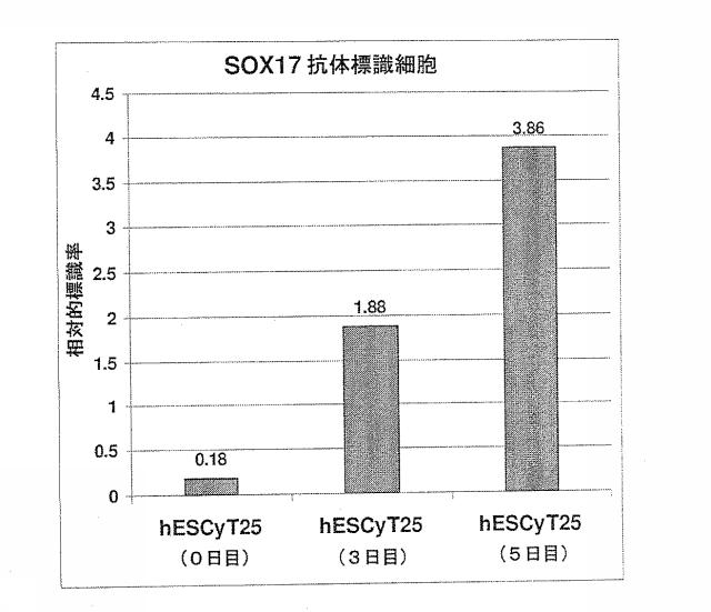 6356021-胚体内胚葉 図000023