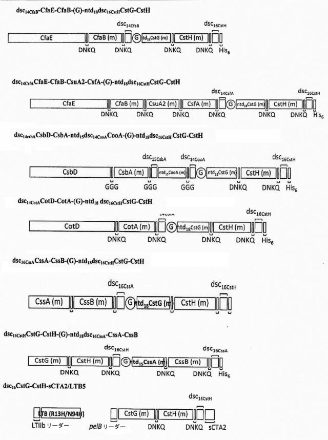 6403680-複数の毒素原性大腸菌線毛サブユニットを含む組み換えポリペプチド構築物 図000023