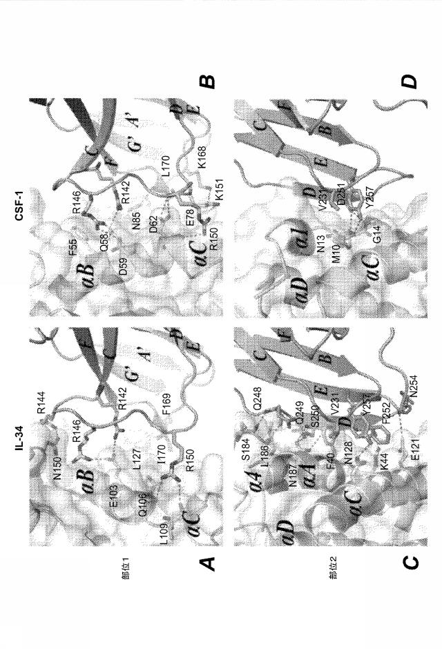 6416630-ＣＳＦ１Ｒ阻害剤を用いるための組成物及び方法 図000023