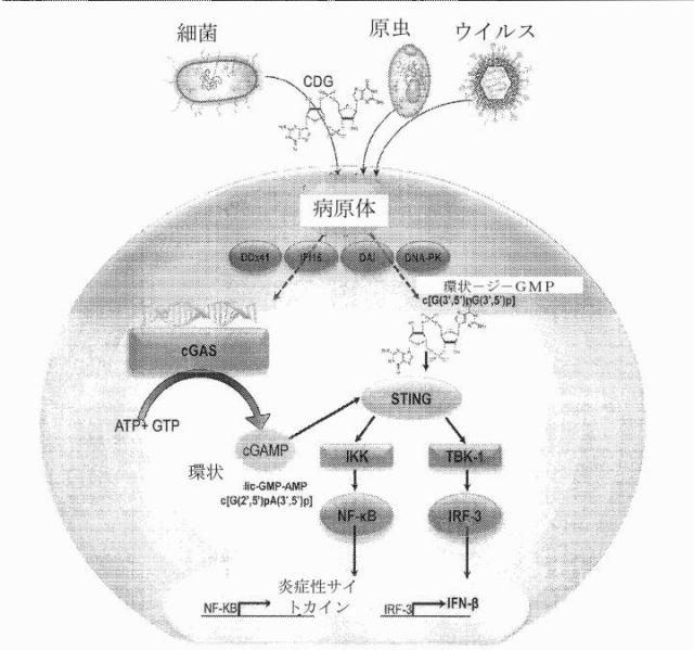 6453855-「インターフェロン遺伝子の刺激因子」依存性シグナル伝達を活性化するための組成物及び方法 図000023