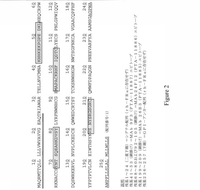 6526143-抗葉酸受容体アルファ抗体およびその使用 図000023