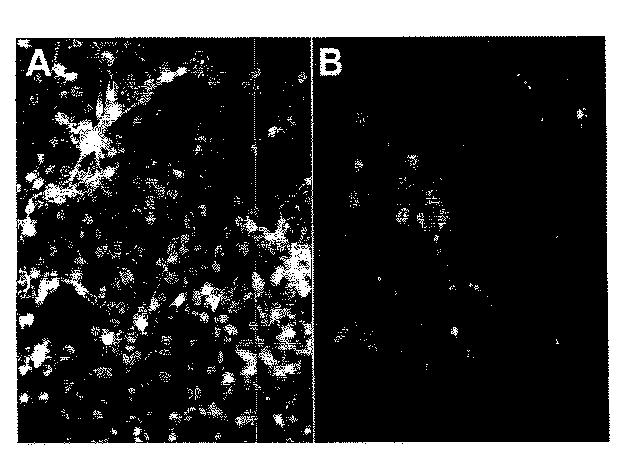 6595041-ＰＤＸ１発現背側及び腹側前腸内胚葉 図000023