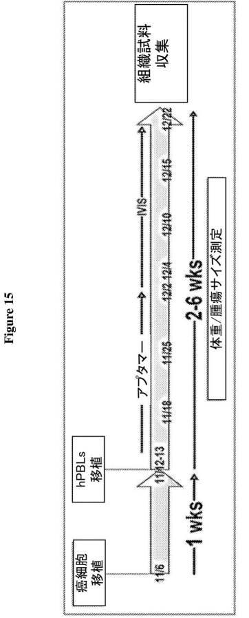 6680760-アンタゴニストＩＣ  ＰＤ−１アプタマー及びその癌治療関連用途への応用 図000023