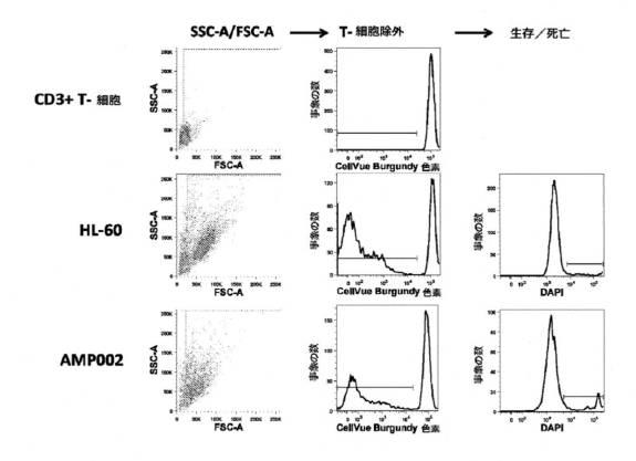 6760849-二重特異性ＣＤ３３およびＣＤ３結合タンパク質 図000023