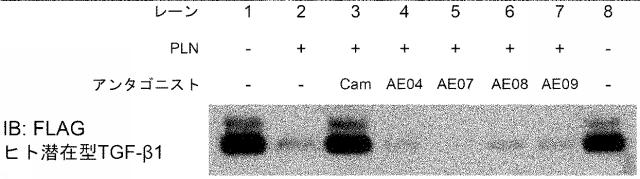 6846564-種交差性抗潜在型ＴＧＦ−β１抗体および使用方法 図000023