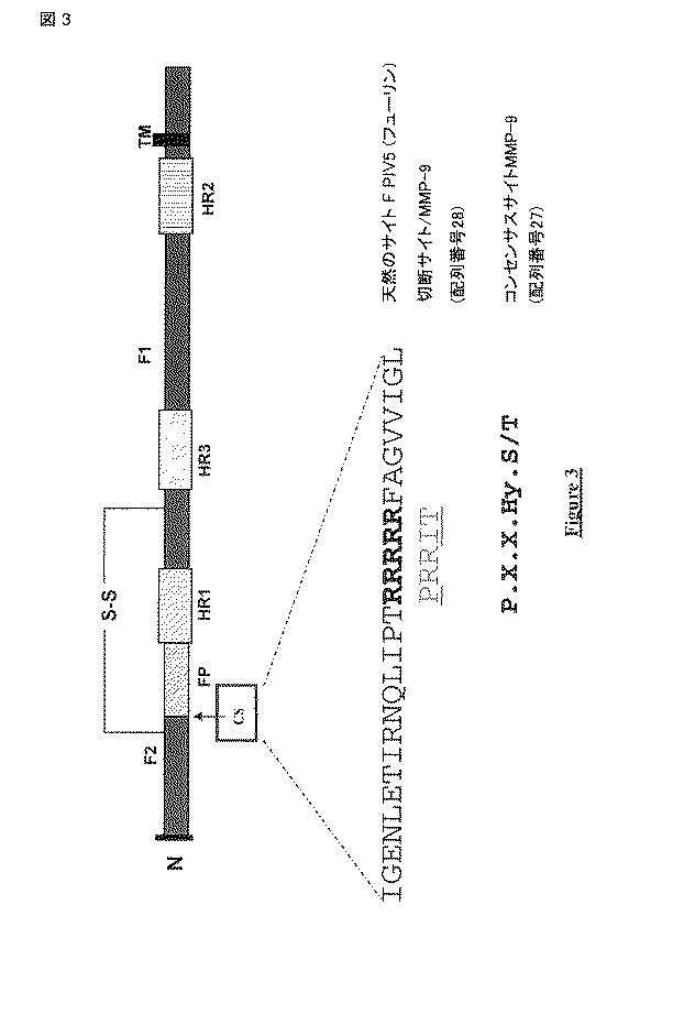 5813509-ＰＩＶ−５およびＰＩＶ−２のＦタンパク質の突然変異タンパク質 図000024