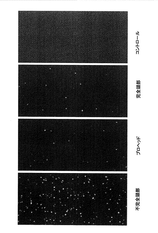 5863766-タンパク質および核酸送達媒体、その成分および機構 図000024