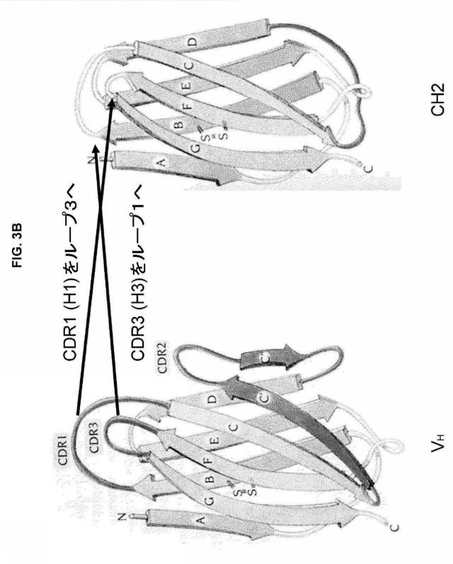 5889533-改変された抗体定常ドメイン分子 図000024