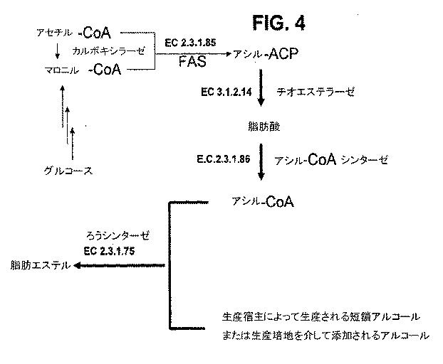 5961662-脂肪酸およびその誘導体の生産 図000024