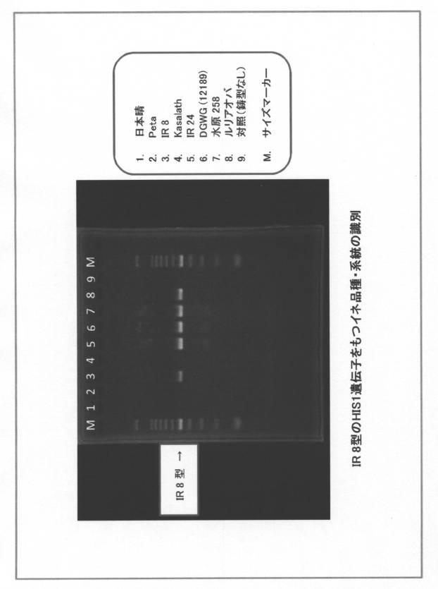 5977605-４−ＨＰＰＤ阻害剤に対する感受性を判定する方法 図000024