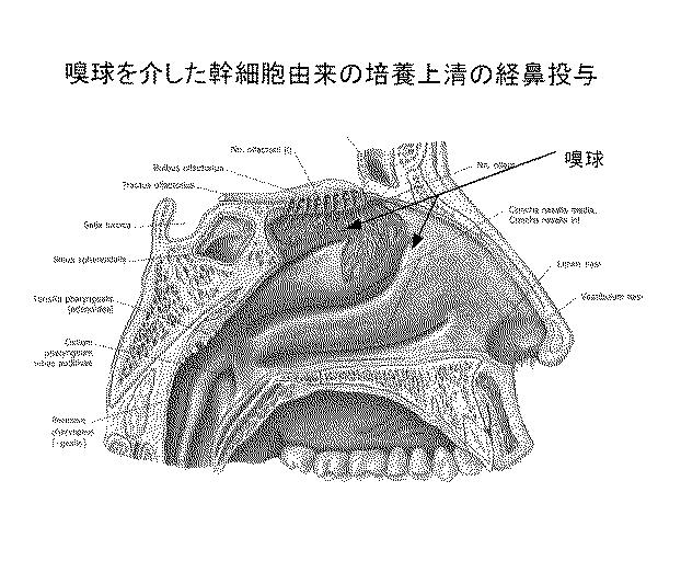 6010112-不死化幹細胞及びその産生物を有効成分とする医薬組成物並びに医薬製剤 図000024