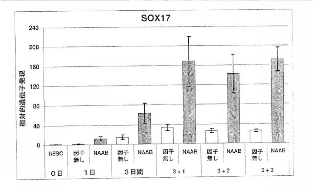 6356021-胚体内胚葉 図000024