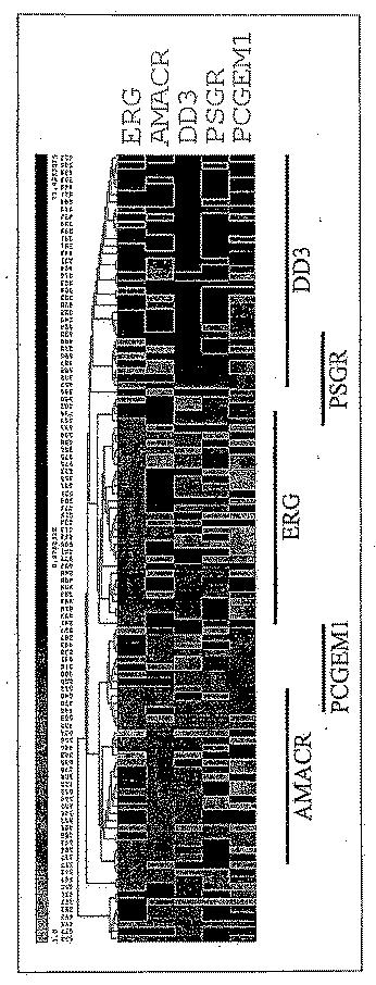 6383743-ＥＲＧ遺伝子発現における前立腺癌特異的変化ならびにそれらの変化に基づく検出および治療方法 図000024