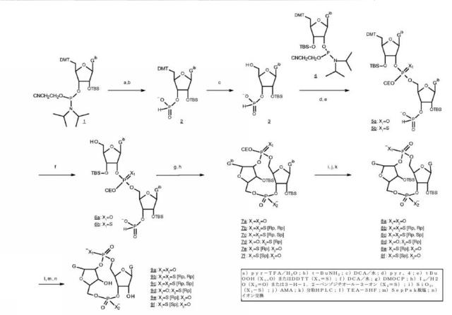 6453855-「インターフェロン遺伝子の刺激因子」依存性シグナル伝達を活性化するための組成物及び方法 図000024