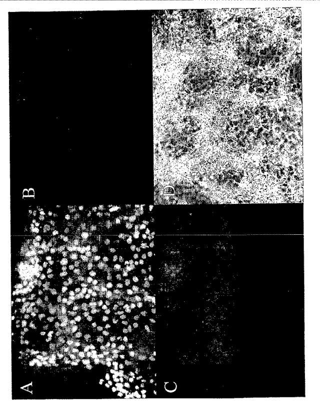 6595041-ＰＤＸ１発現背側及び腹側前腸内胚葉 図000024