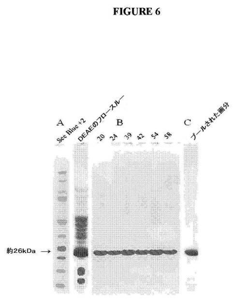 6735796-グラム陽性細菌を検出および処置するためのＳｔｒｅｐｔｏｃｏｃｃｕｓバクテリオファージリシン 図000024