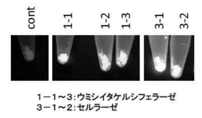 6810470-融合タンパク質を含むシルク繊維及び該シルク繊維の製造方法 図000024