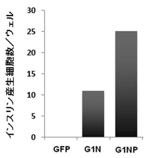 6822837-膵内分泌細胞及びその製造方法、並びに分化転換剤 図000024