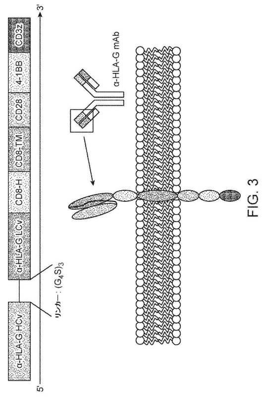 6843062-ＣＡＲ  Ｔ細胞免疫療法のための新規標的としてのＨＬＡ−Ｇ 図000024