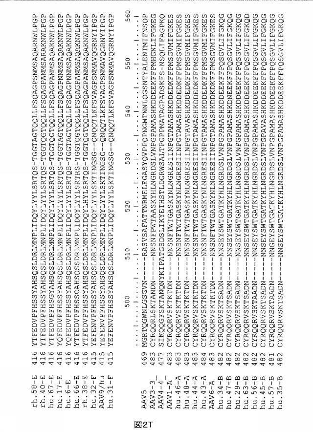 5797397-アデノ随伴ウイルス（ＡＡＶ）の同源系統群（クレイド）、配列、それらを含有するベクターおよびそれらの用途 図000025