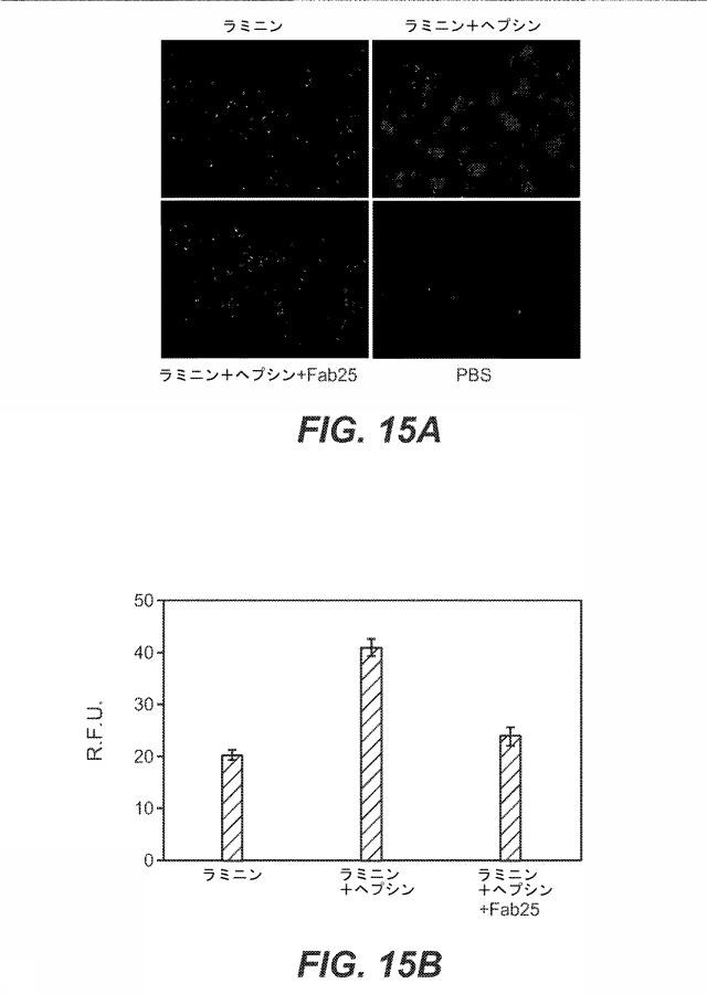 5814925-抗ヘプシン抗体及びその使用方法 図000025