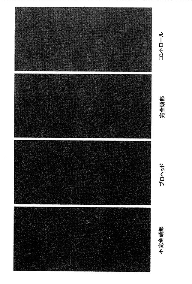 5863766-タンパク質および核酸送達媒体、その成分および機構 図000025