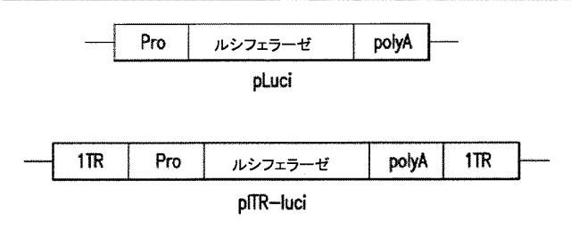 5951909-バクテリオファージＴ４ＤＮＡパッケージングマシンを用いた遺伝子およびタンパク質のインビトロおよびインビボ送達 図000025