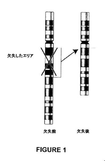 5976550-蛍光ｉｎｓｉｔｕハイブリダイゼーションによる癌抑制遺伝子の欠失を検出するための方法、プローブセットおよびキット 図000025