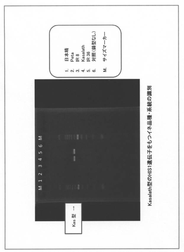 5977605-４−ＨＰＰＤ阻害剤に対する感受性を判定する方法 図000025