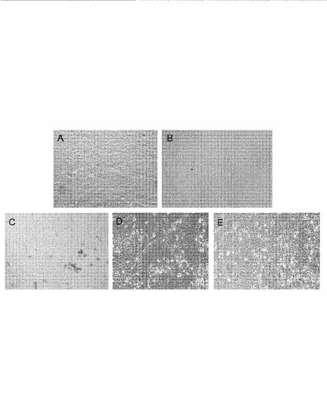 6259766-フラタキシンレベルを増加させる方法および生成物ならびにその使用 図000025