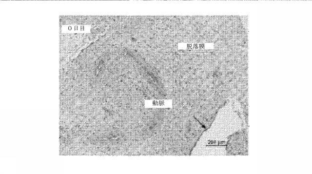 6335877-ウイルス感染を治療する方法および組成物 図000025