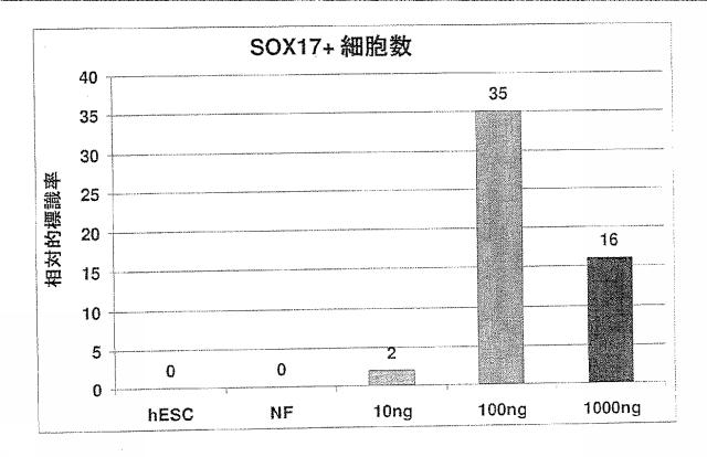 6356021-胚体内胚葉 図000025