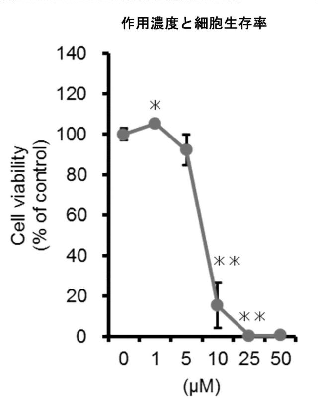 6552005-低分子化合物による癌と線維化の抑制効果 図000025