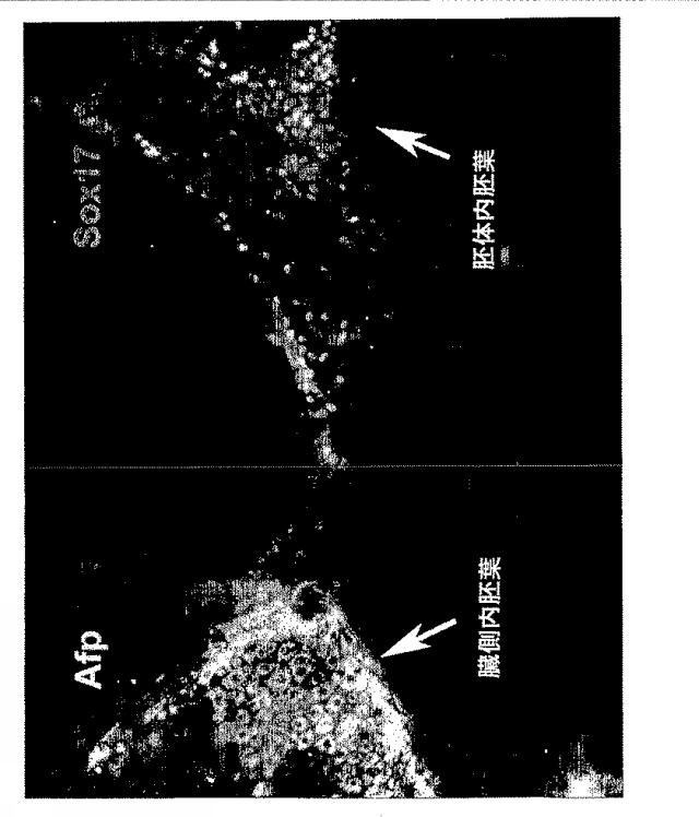 6595041-ＰＤＸ１発現背側及び腹側前腸内胚葉 図000025