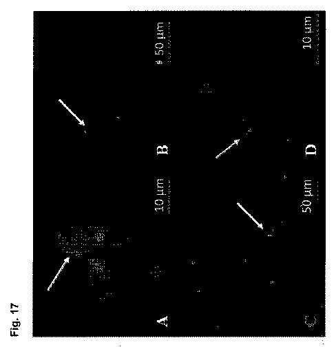 6700182-軟骨及び椎間板組織病理の治療のためのポリペプチド及び組成物 図000025