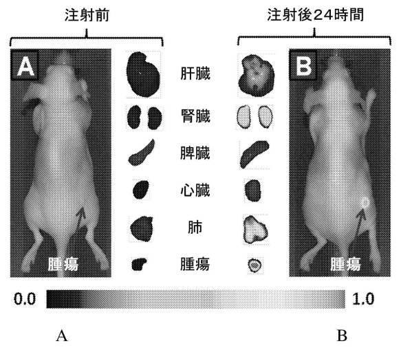 6769992-ポリマーナノ粒子における感光性化合物を含む組成物およびその組成物を使用する方法 図000025