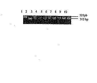 5715414-ＡＨＡＳＬ１の複数の除草剤耐性対立遺伝子を有する除草剤耐性ヒマワリ植物及び使用方法 図000026