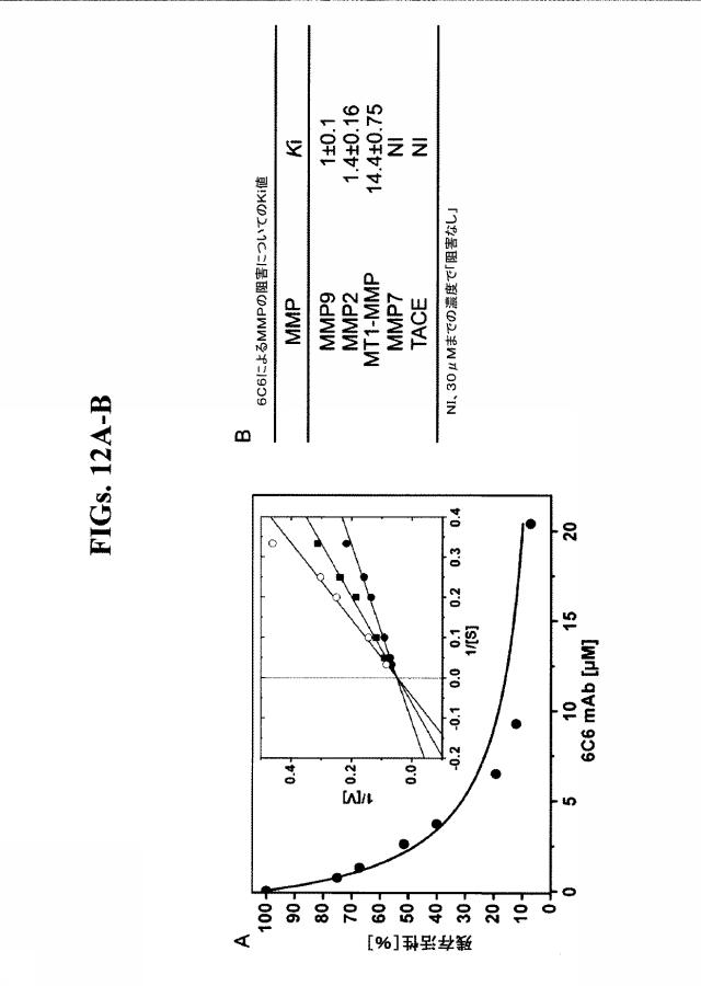 5792231-金属タンパク質の活性を阻害するために有用な抗体および該抗体を含有する医薬組成物 図000026