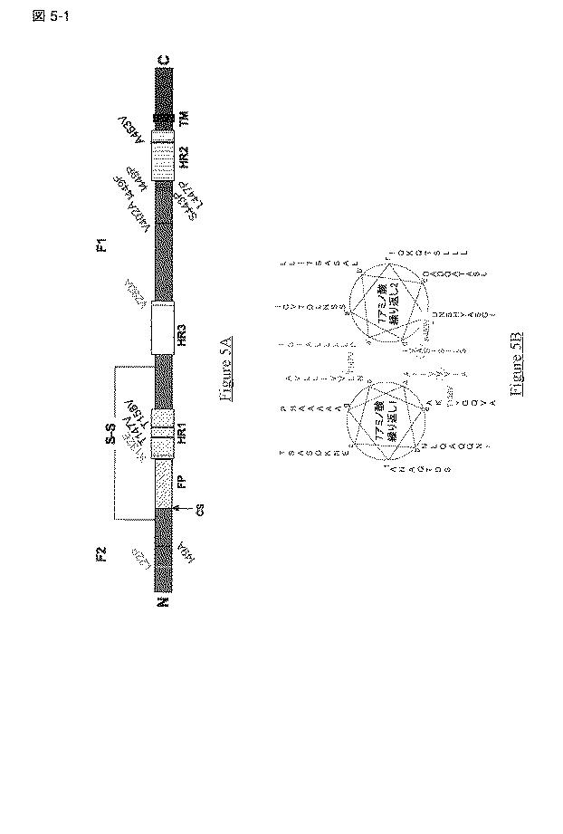 5813509-ＰＩＶ−５およびＰＩＶ−２のＦタンパク質の突然変異タンパク質 図000026